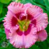 Hemerocallis Cherry Valentine